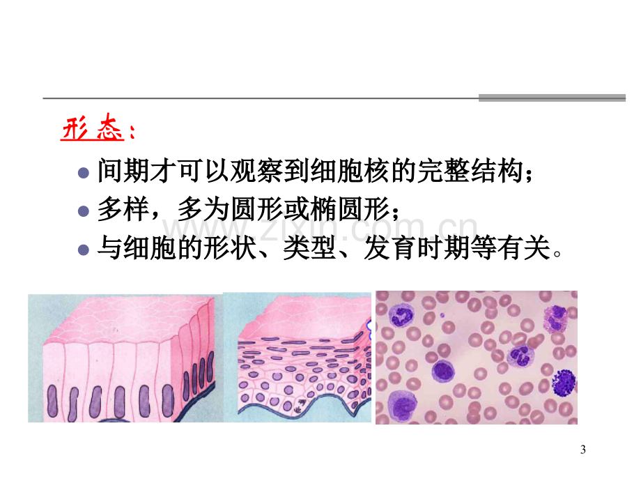 医学细胞生物学细胞核.ppt_第3页