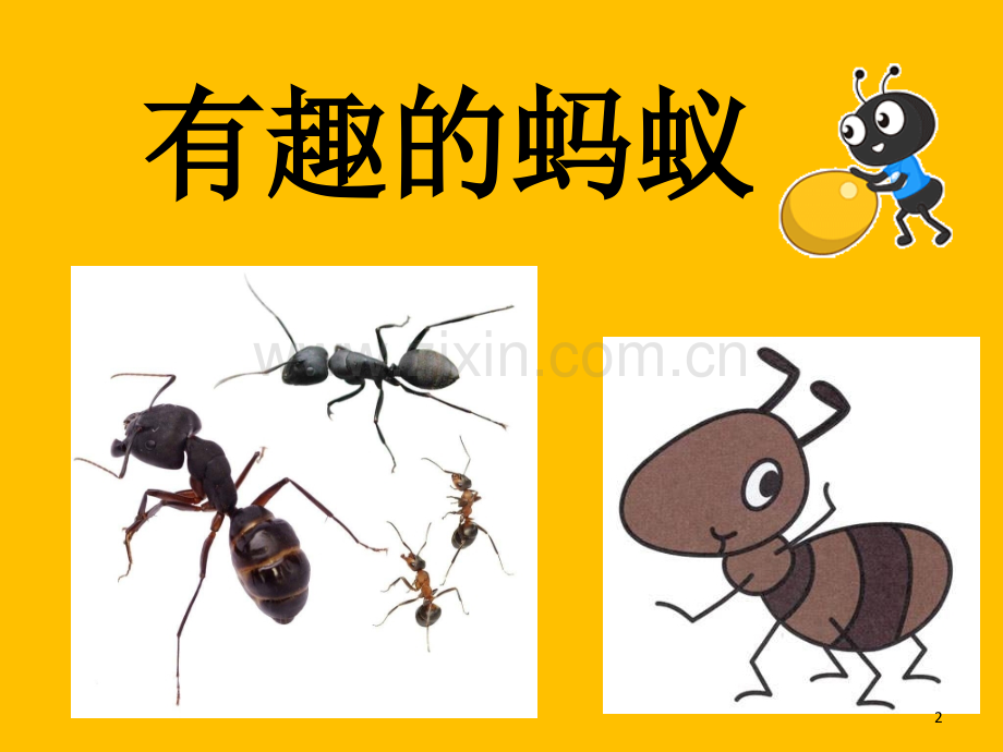 中班科学有趣的蚂蚁.ppt_第2页