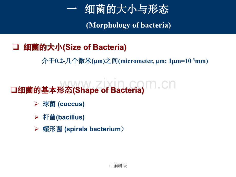 细菌的形态与结构(4).ppt_第3页