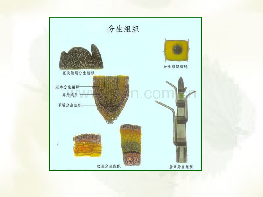 植物学整理-植物组织.ppt_第3页