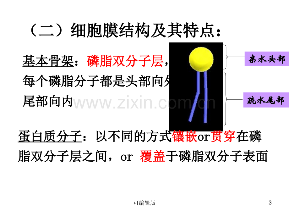 细胞的基本结构(12).ppt_第3页