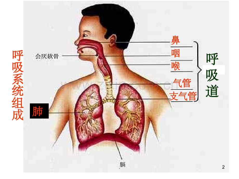 呼吸道对空气的处理(讲课专用).ppt_第2页