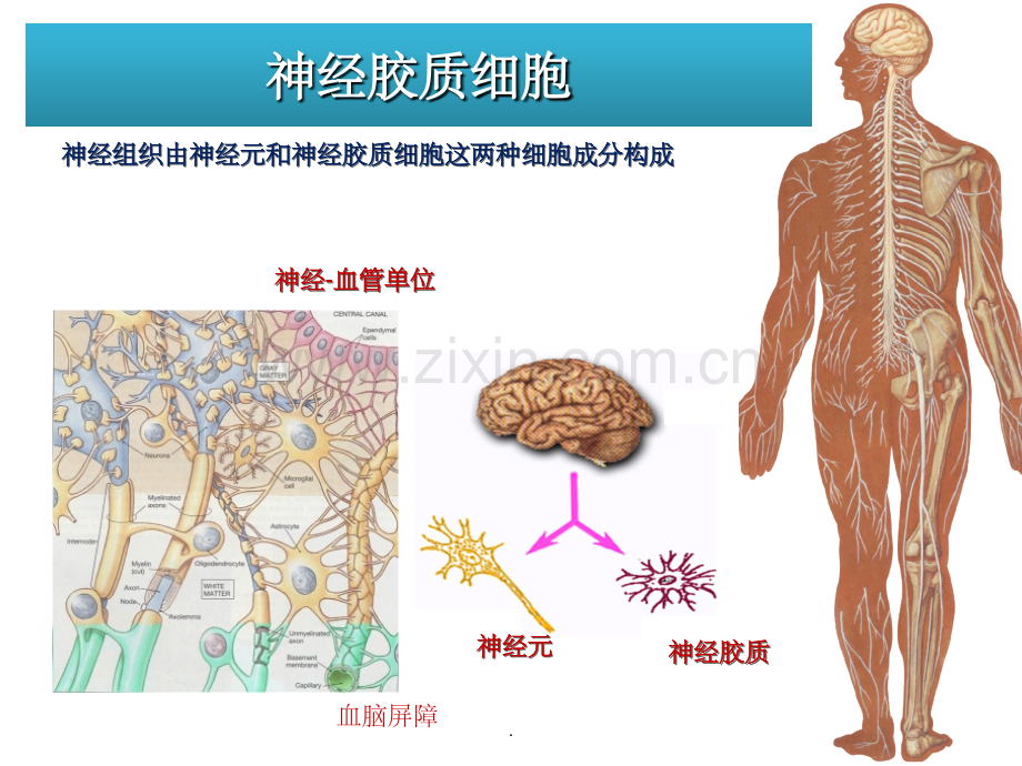 胶质细胞.ppt_第1页