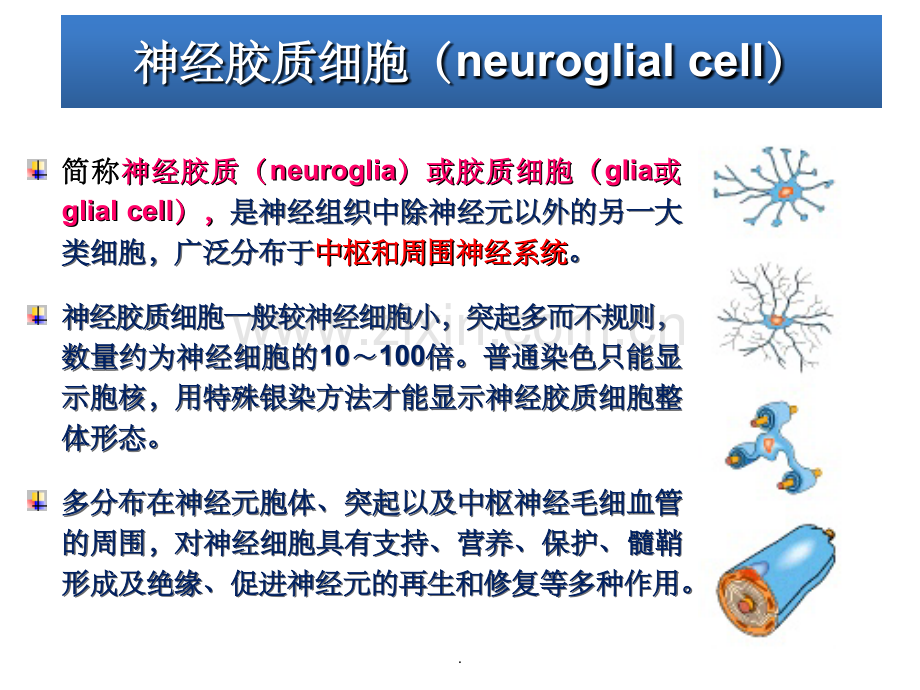 胶质细胞.ppt_第2页