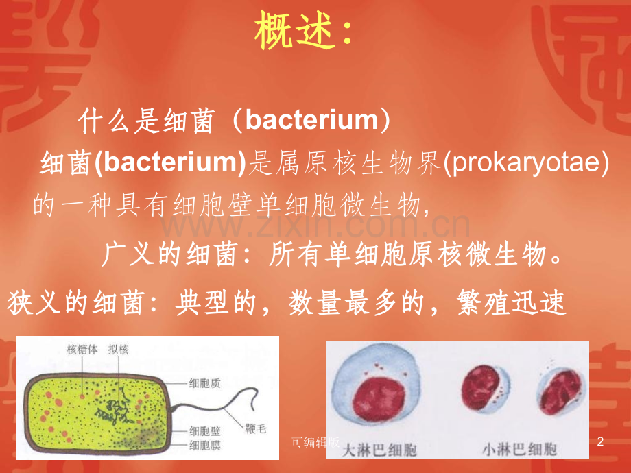 细菌形态与结构(1).ppt_第2页