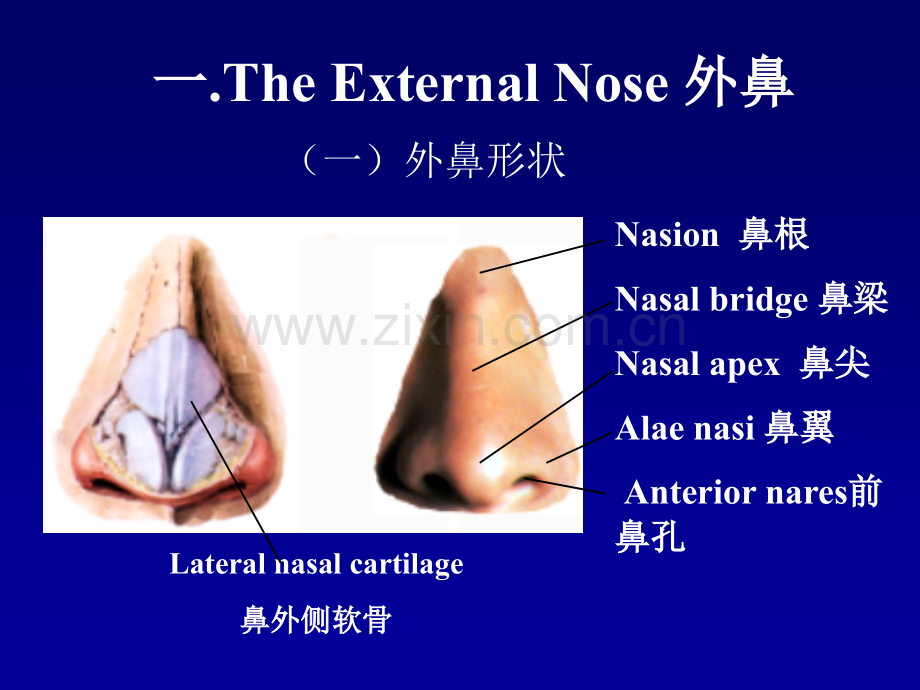 耳鼻咽喉应用解剖.ppt_第3页