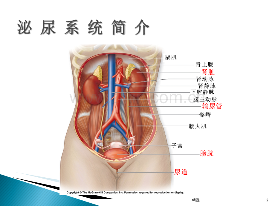 尿液检验单的解读.ppt_第2页