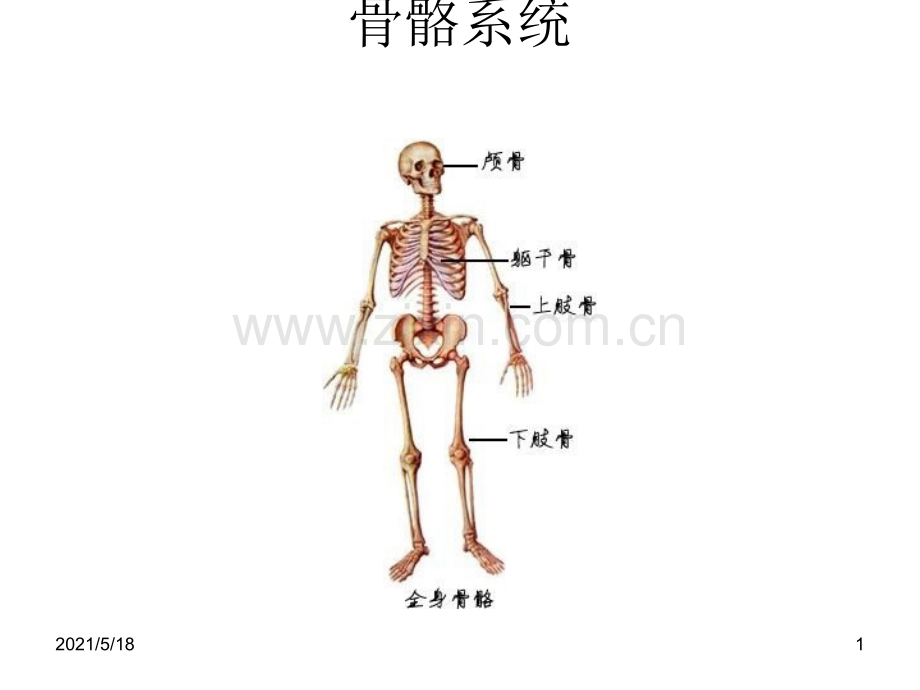 人体解剖学图谱.ppt_第1页