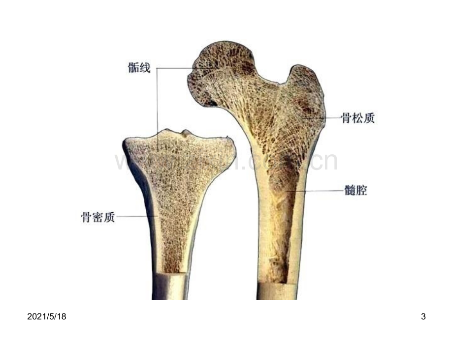 人体解剖学图谱.ppt_第3页