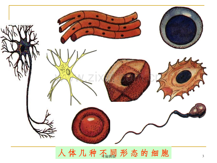 细胞的基本结构和功能(2).ppt_第3页