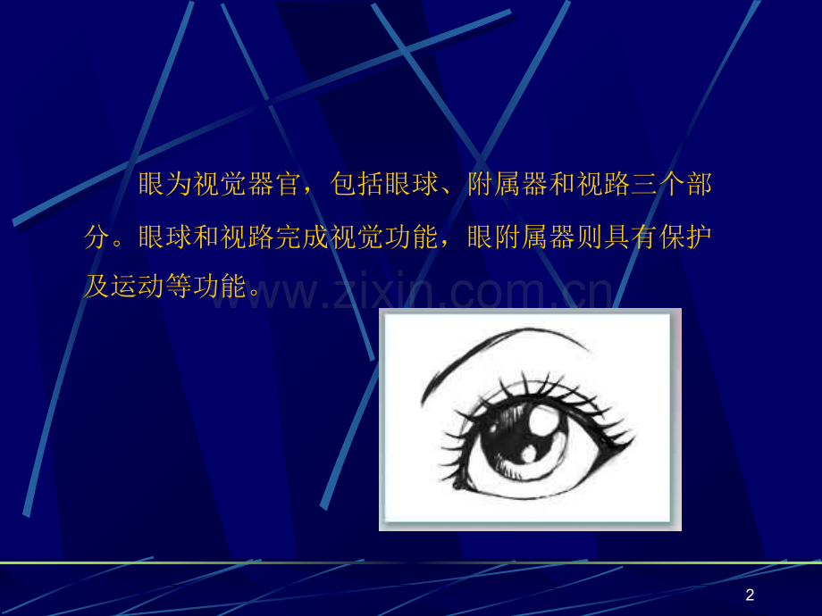 眼科的组织解剖.ppt_第2页