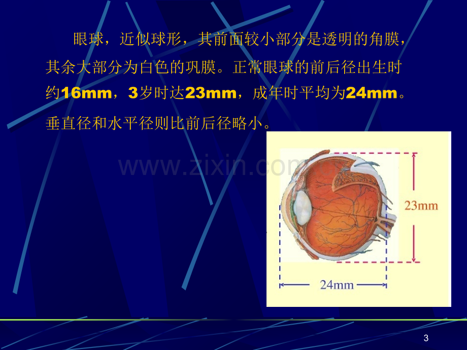 眼科的组织解剖.ppt_第3页