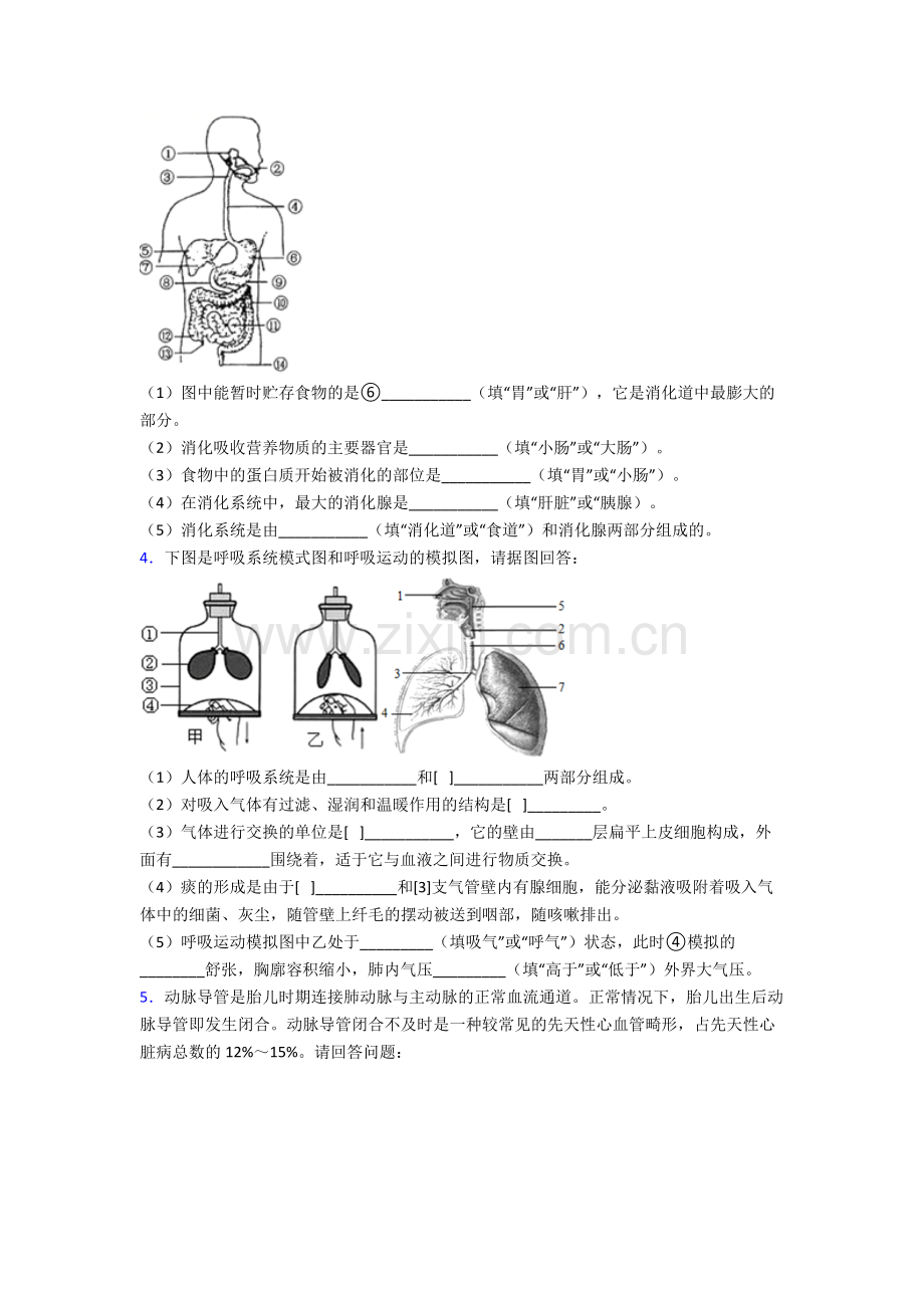 2024年人教版初一下册生物期末解答实验探究大题测试(附答案).doc_第2页