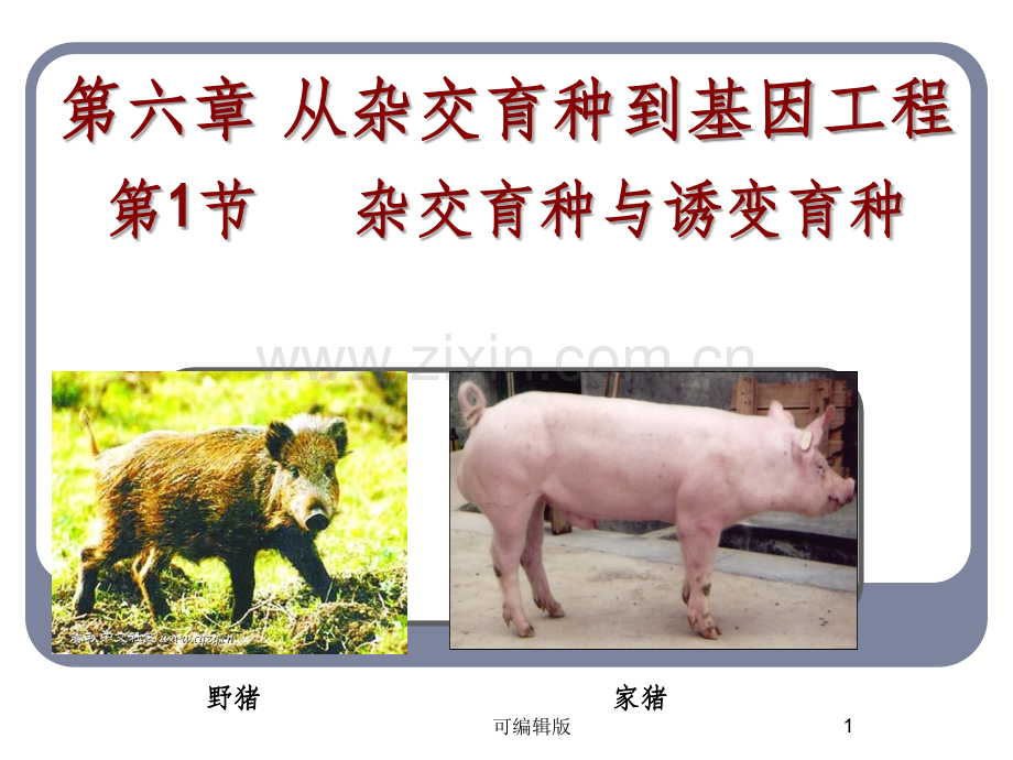 杂交育种与诱变育种(8).ppt_第1页