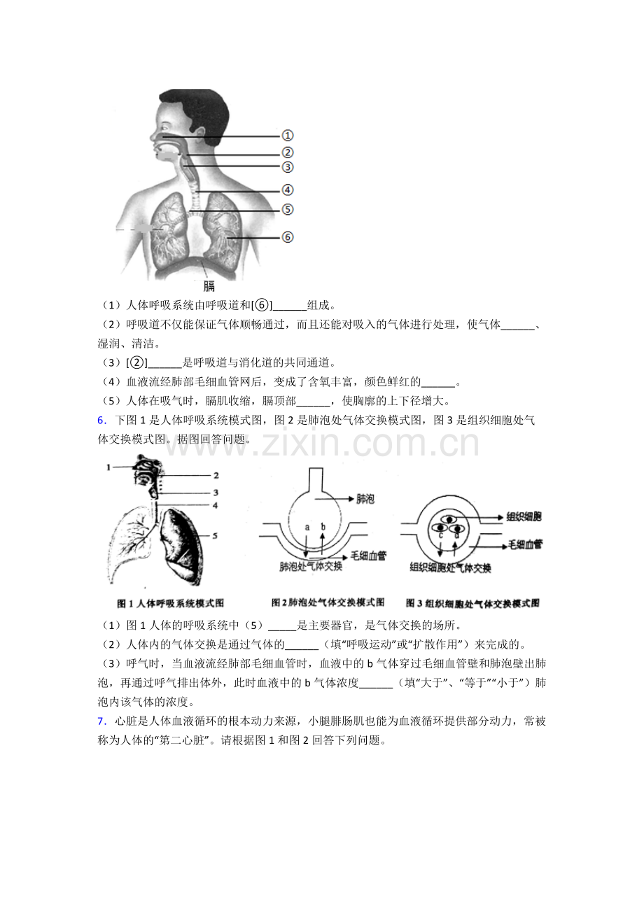 人教版七年级生物下册期末解答实验探究大题试卷含解析优秀.doc_第3页