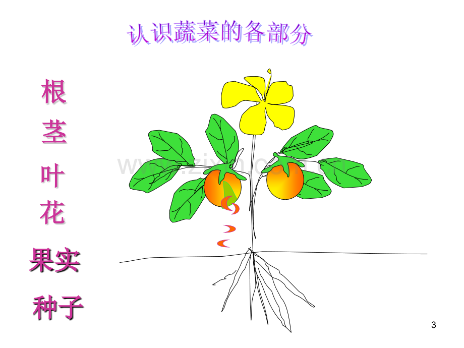 中班科学认识蔬菜.ppt_第3页