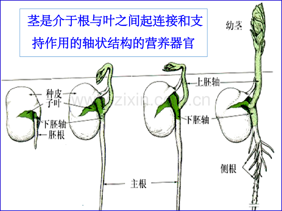 植物学第五章.ppt_第2页