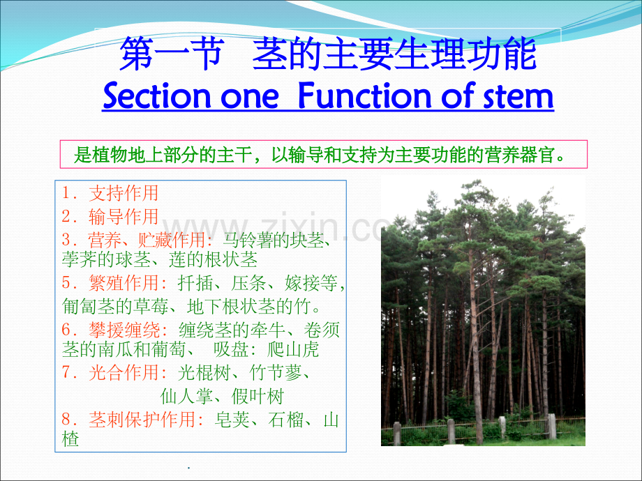 植物学第五章.ppt_第3页