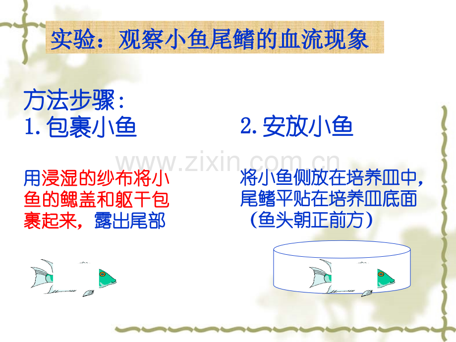 血液循环-课时.ppt_第3页