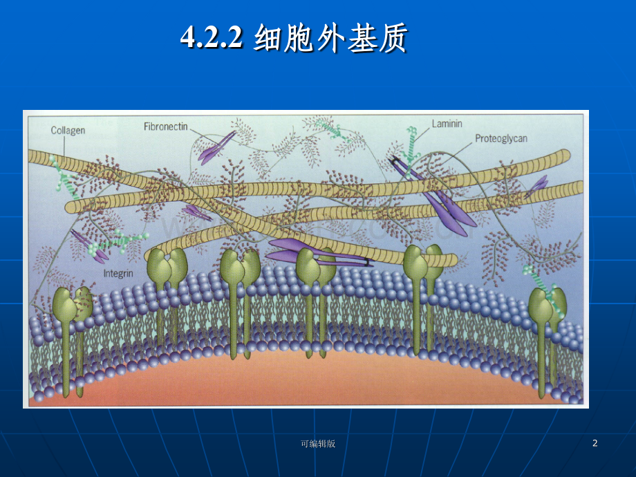 细胞的社会联系(1).ppt_第2页