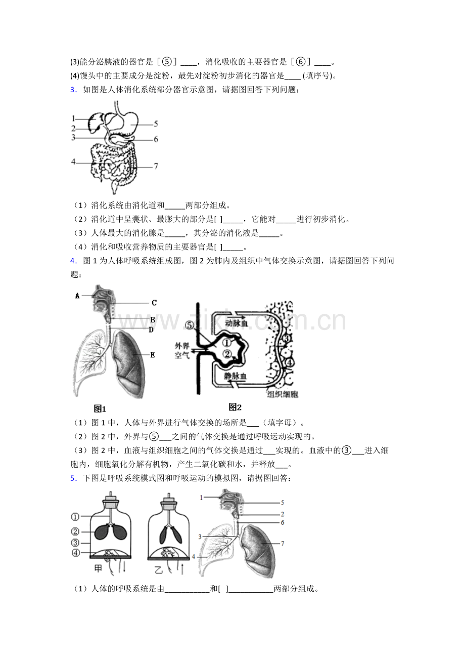 人教版七年级生物下册期末解答实验探究大题测试及答案优秀.doc_第2页