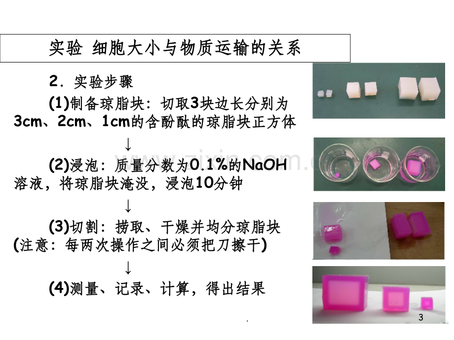 公开课-细胞增殖精.ppt_第3页