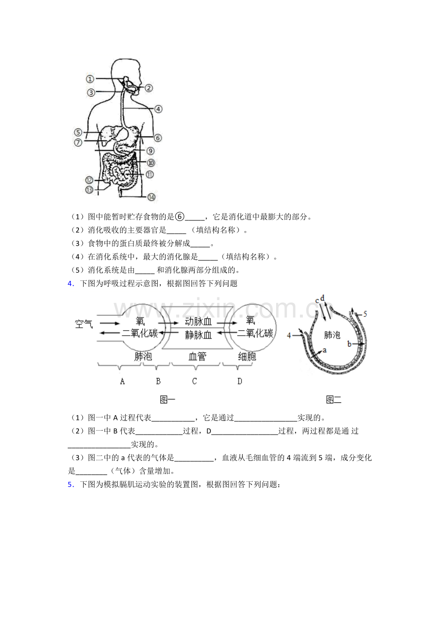 2022年人教版中学初一下册生物期末解答实验探究大题综合复习(及答案)经典.doc_第2页