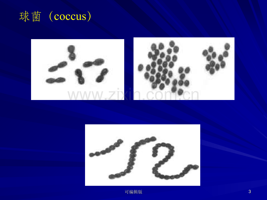 细菌形态与结构(2).ppt_第3页