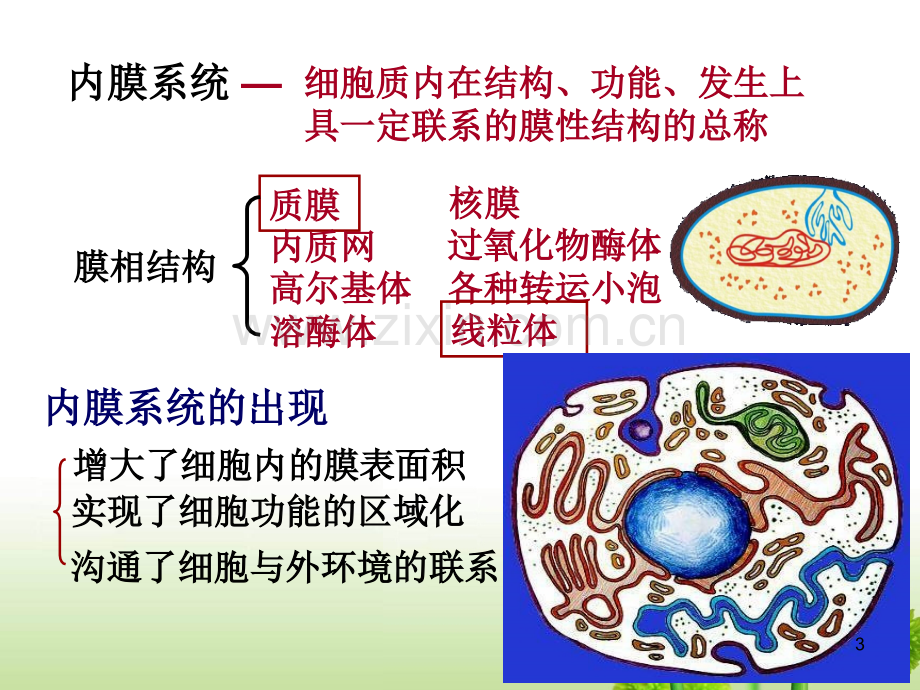 医学细胞生物学四章内膜系统.ppt_第3页