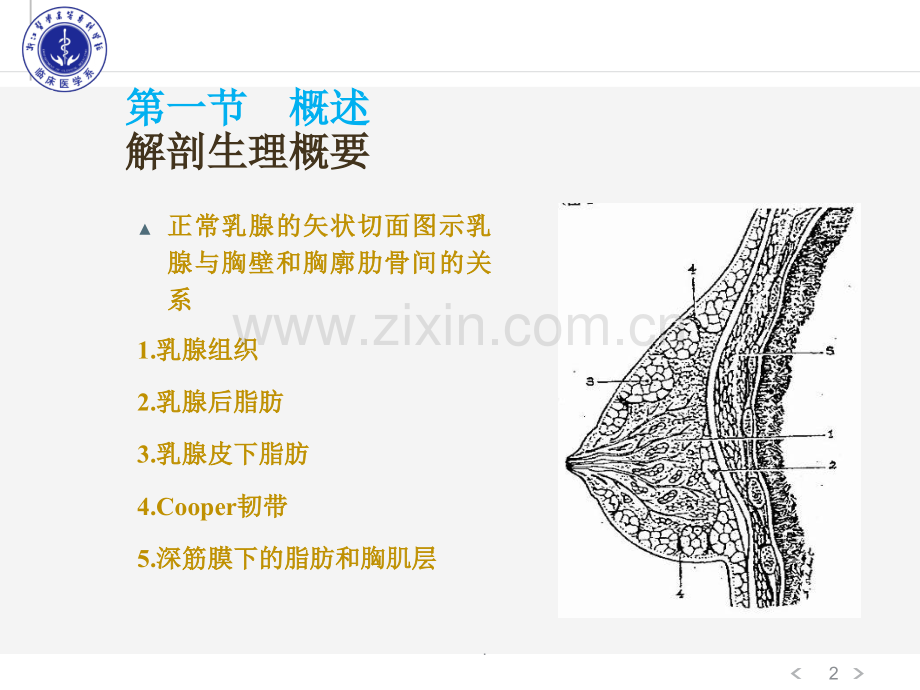 乳房疾病1.ppt_第2页