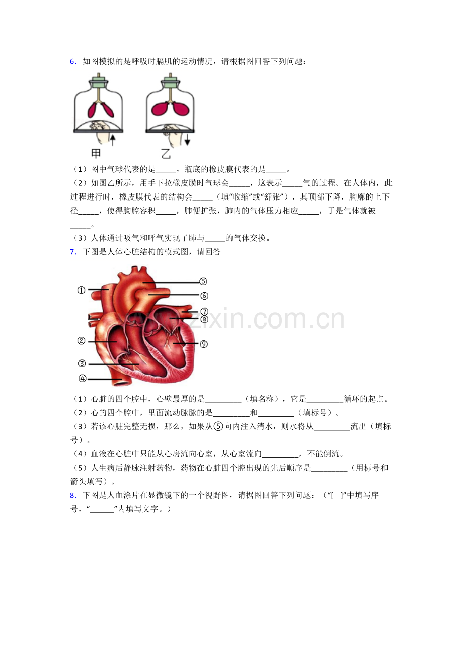 2024年人教版初一下册生物期末解答实验探究大题测试(附解析).doc_第3页