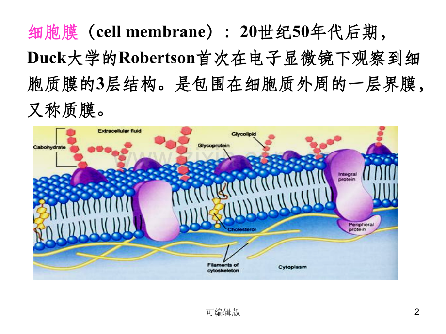 细胞膜物质跨膜运输.ppt_第2页