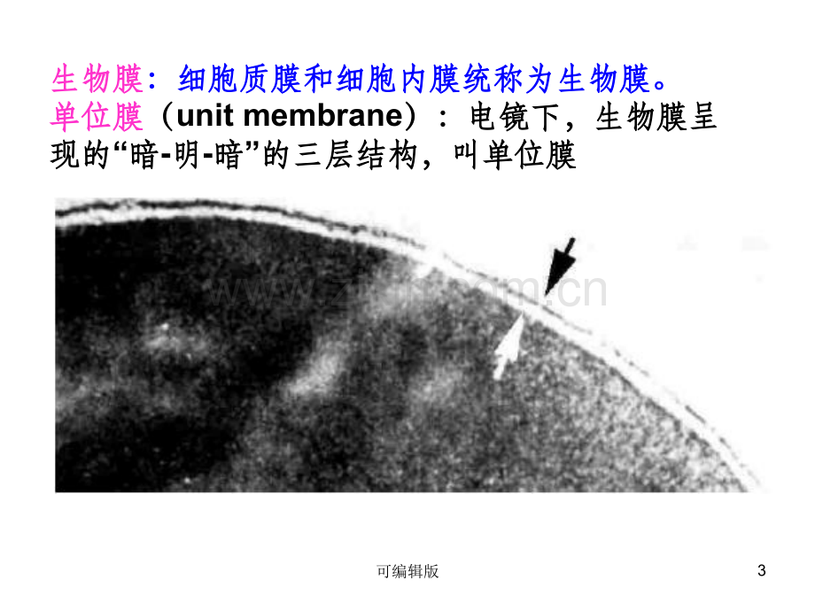 细胞膜物质跨膜运输.ppt_第3页