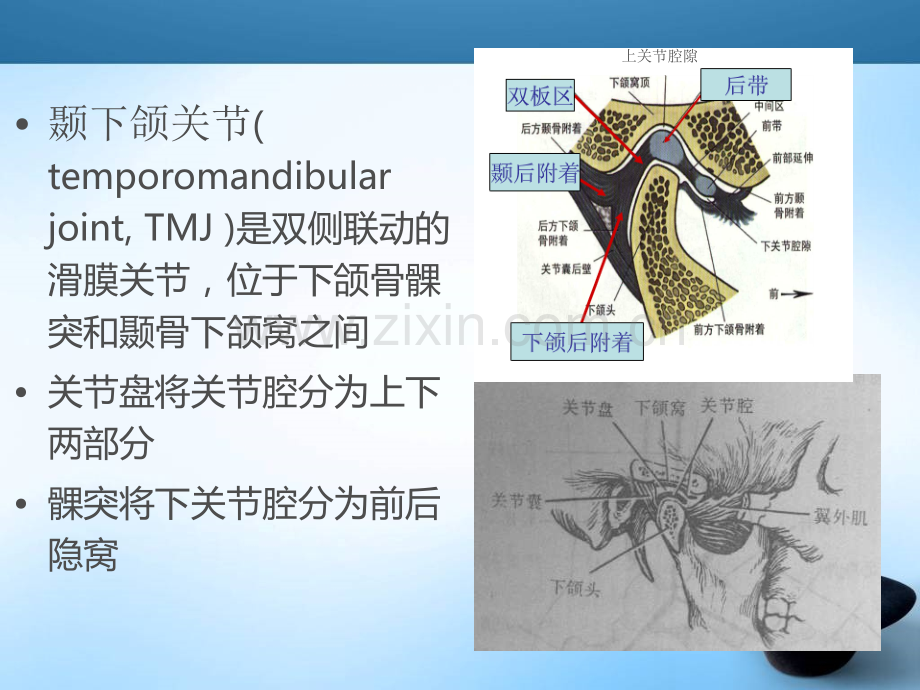 颞下颌关节紊乱MRI表现.ppt_第3页