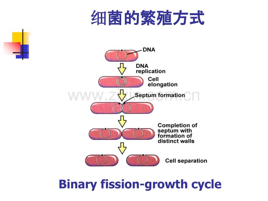 微生物的生长及影响因素.ppt_第3页