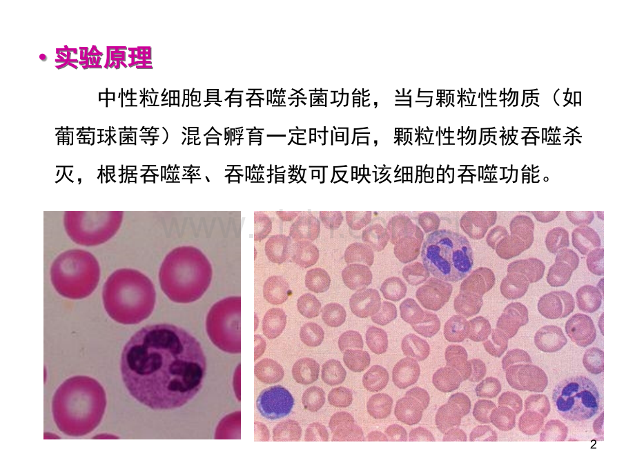 中性粒细胞吞噬功能试验.ppt_第2页