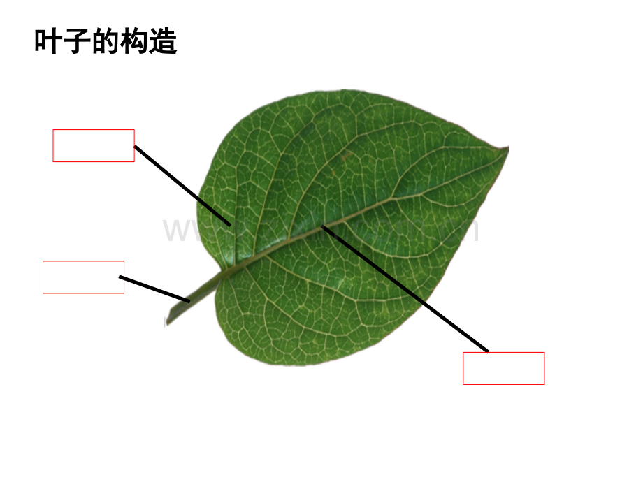 科学叶子里的秘密.ppt_第1页