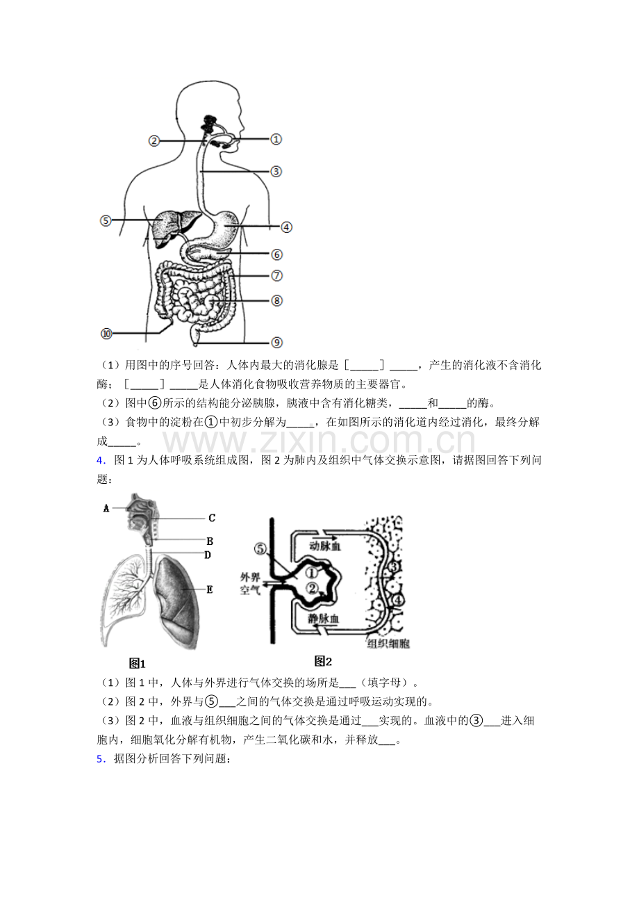 人教版中学七年级下册生物期末解答实验探究大题测试(含答案).doc_第2页