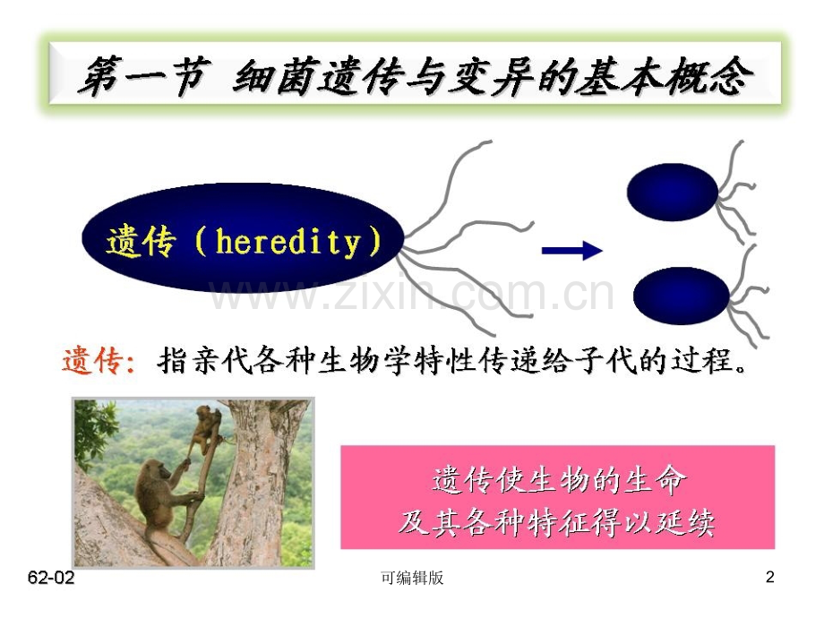 细菌的遗传变异(1).ppt_第2页