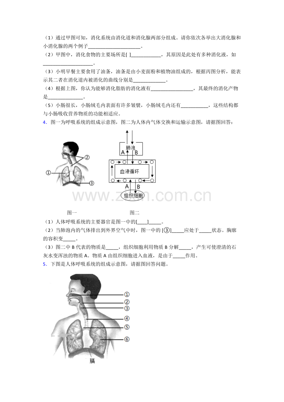 人教版中学七年级下册生物期末解答实验探究大题质量监测(附答案).doc_第2页