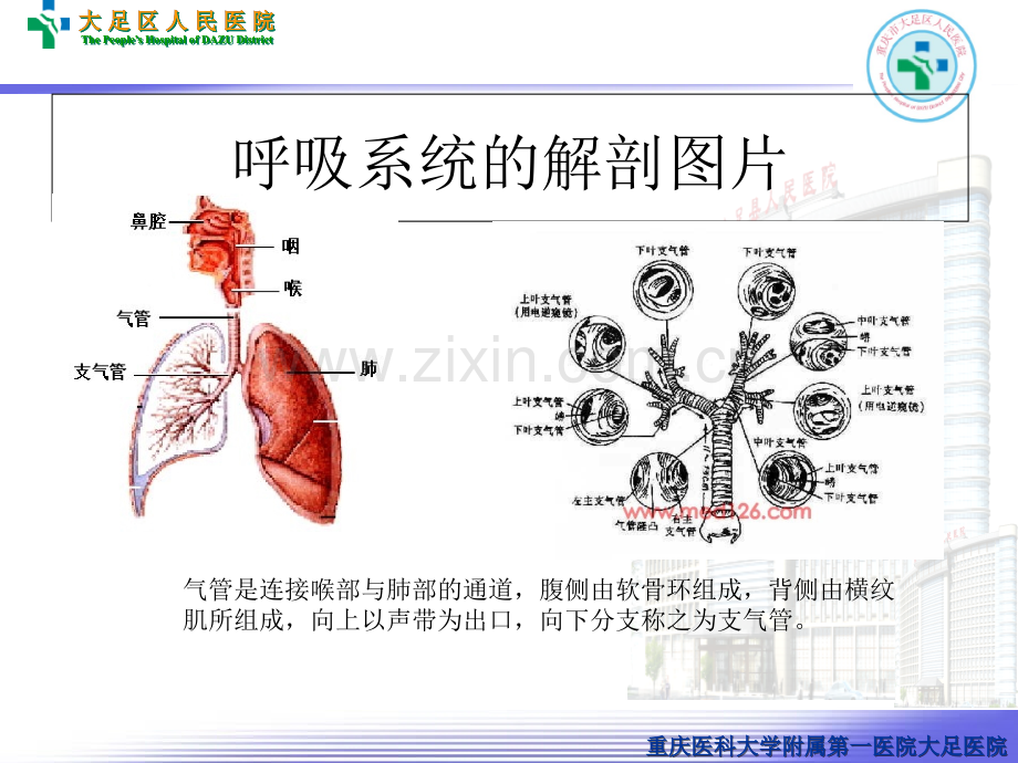 支气管扩张病人的护理本.ppt_第3页