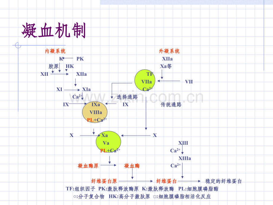 心脏外科抗凝治疗.ppt_第3页