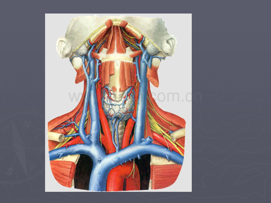 口腔解剖生理学-血管、淋巴.ppt_第2页