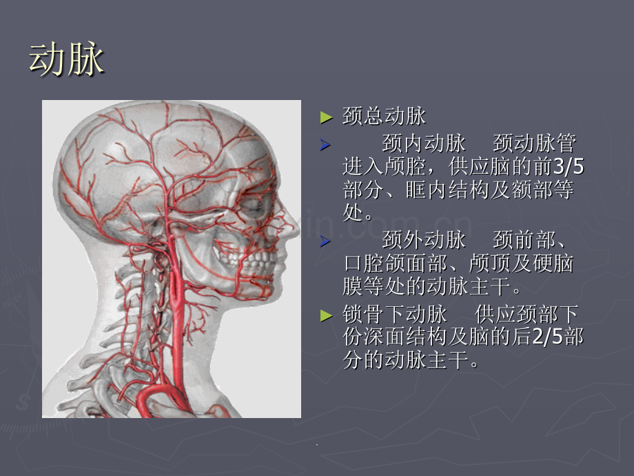 口腔解剖生理学-血管、淋巴.ppt_第3页