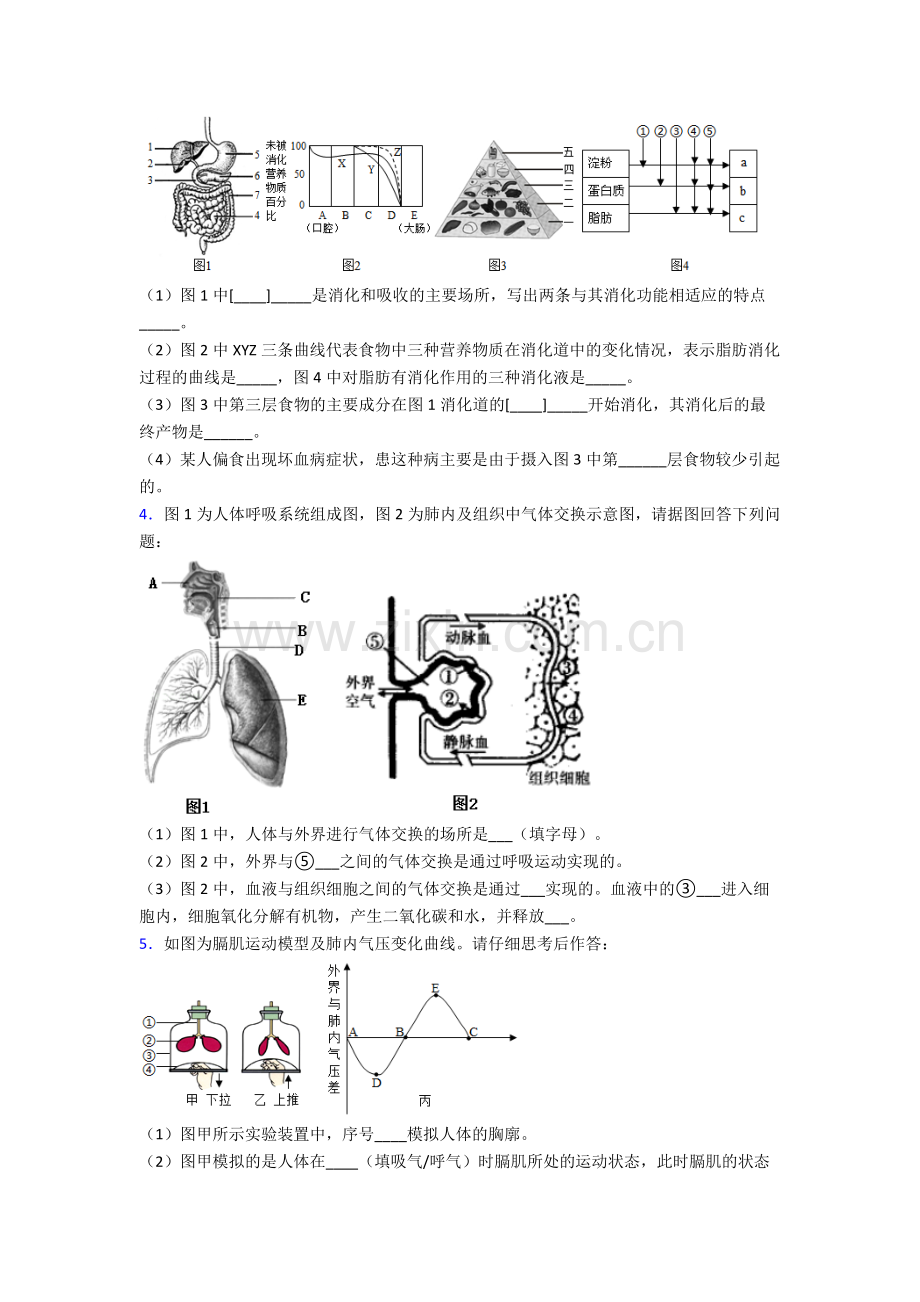 2024年人教版中学初一下册生物期末解答实验探究大题试题附答案经典.doc_第2页