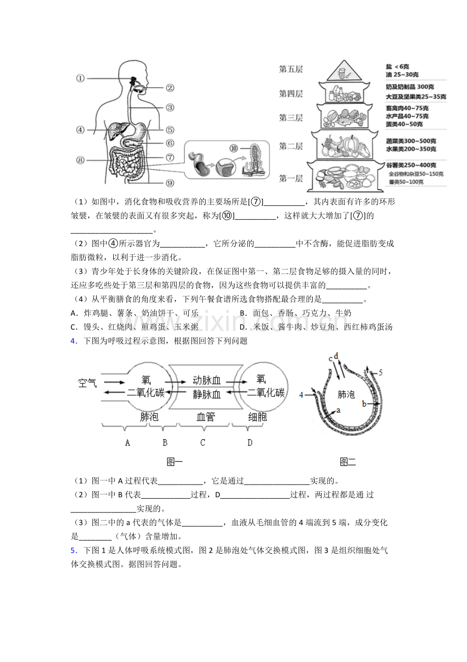 人教版初一下册生物期末解答实验探究大题质量检测题(含答案)图文.doc_第2页