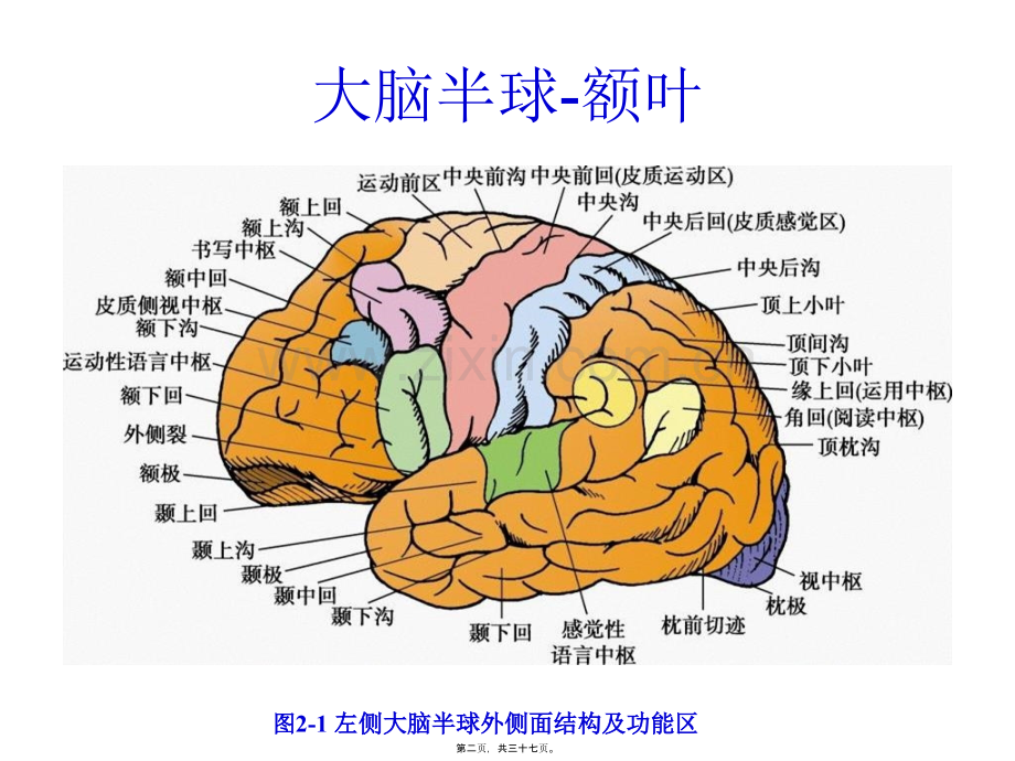 大脑额叶的功能定位-PPT文档资料.pptx_第1页