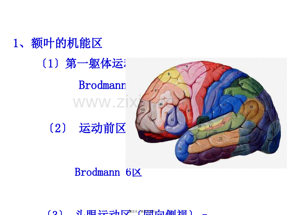 大脑额叶的功能定位-PPT文档资料.pptx_第2页