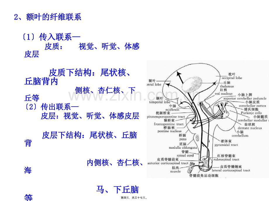 大脑额叶的功能定位-PPT文档资料.pptx_第3页