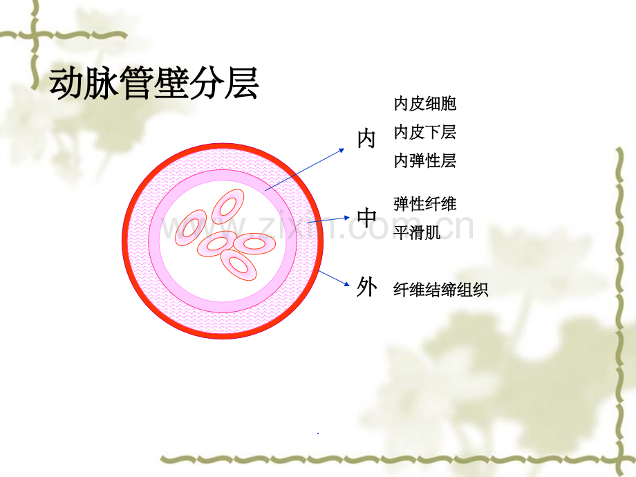 动脉系统解剖.ppt_第3页